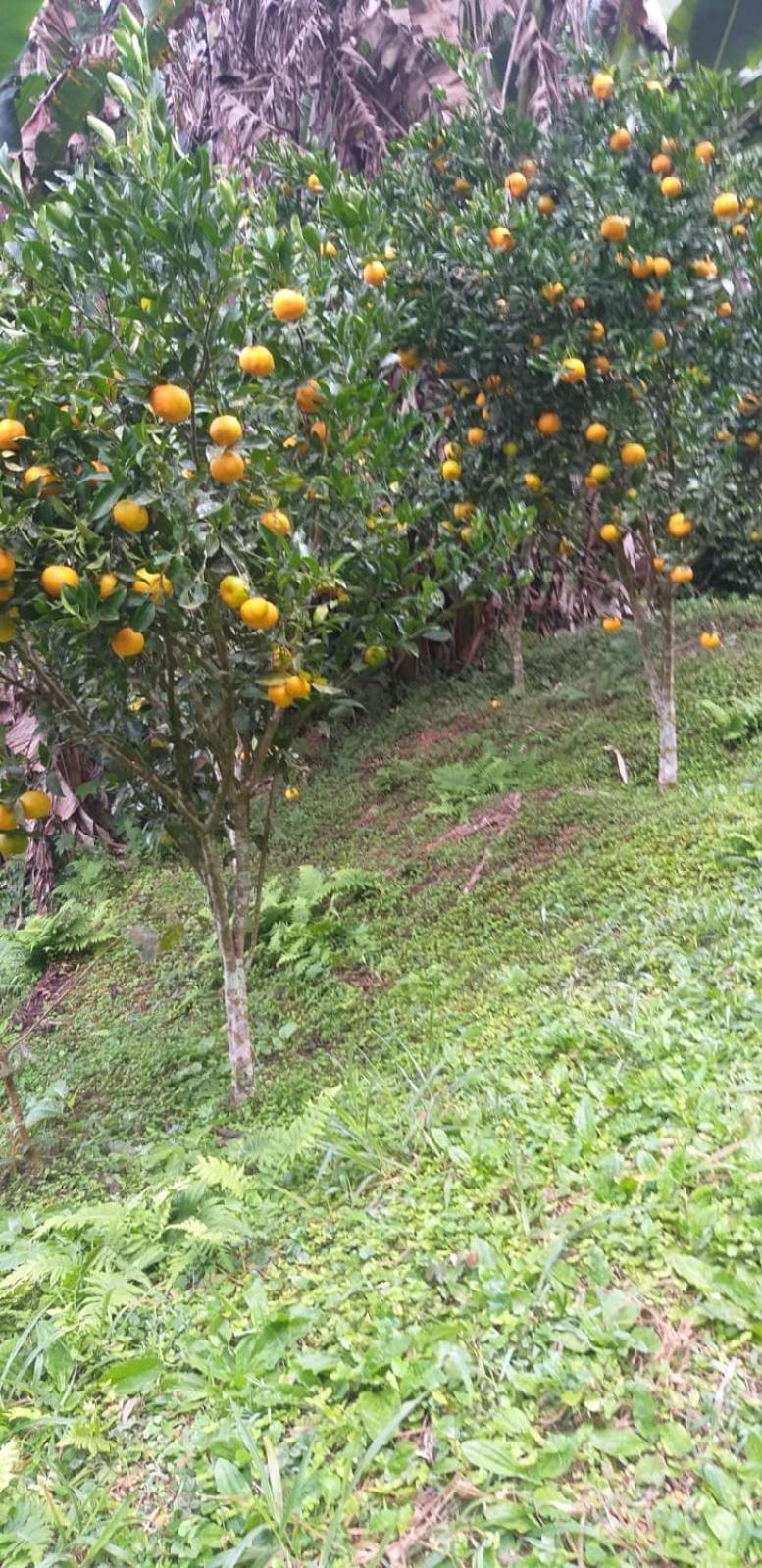 Вилла Fazenda Piloes Петрополис Экстерьер фото