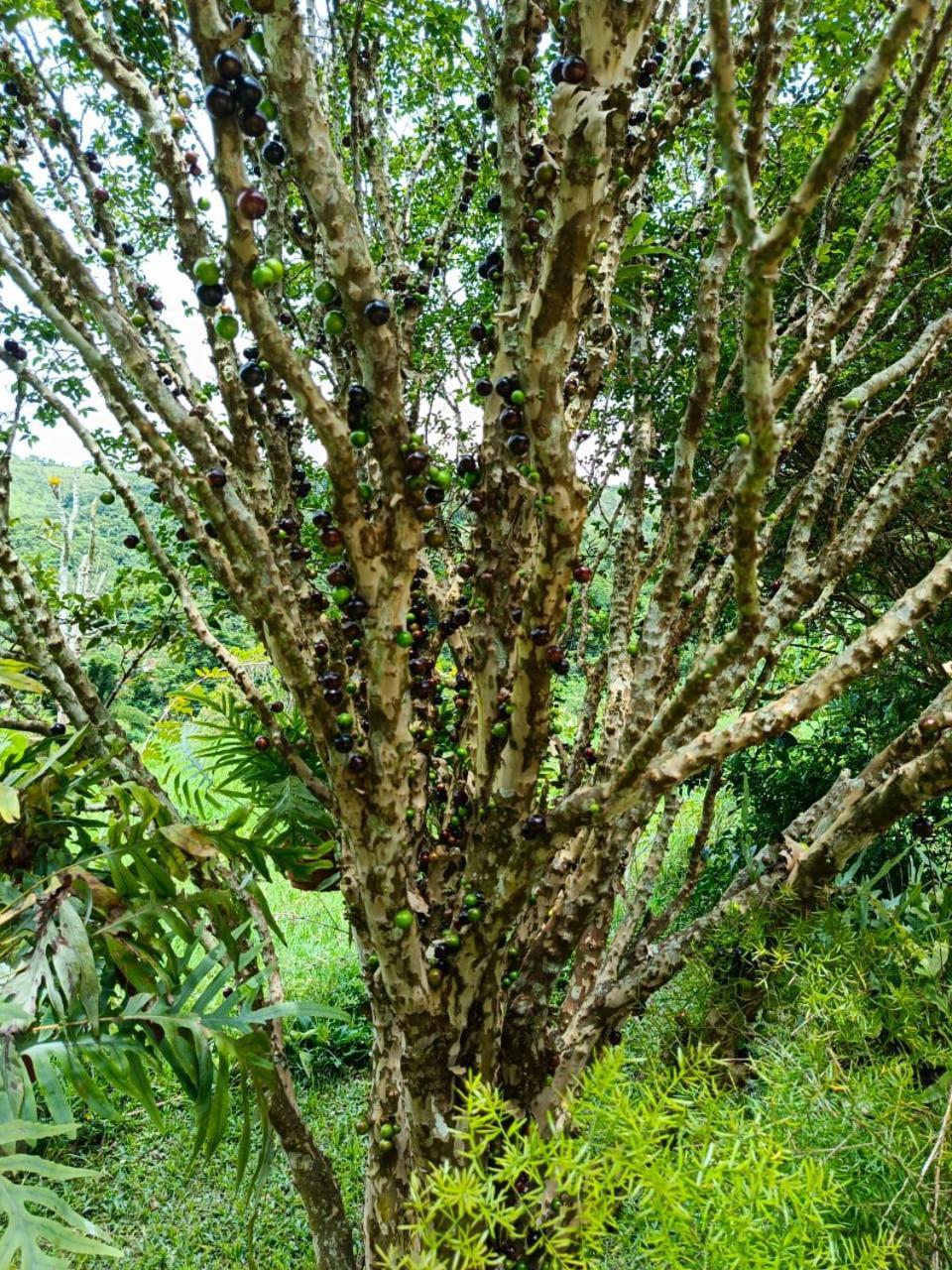 Вилла Fazenda Piloes Петрополис Экстерьер фото